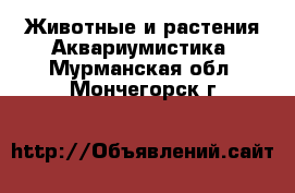 Животные и растения Аквариумистика. Мурманская обл.,Мончегорск г.